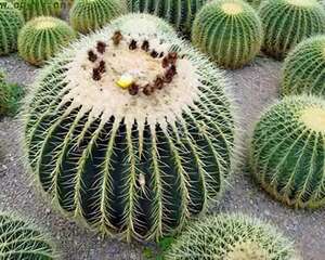 健康好助手—仙人球