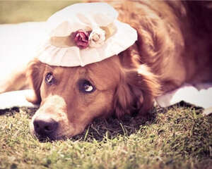 金毛易患哪些疾病