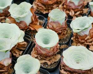 种“玫瑰”不一样，花瓣长得绿油油，平生第一次见！