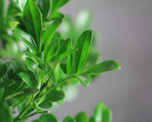 米兰花怎么换盆