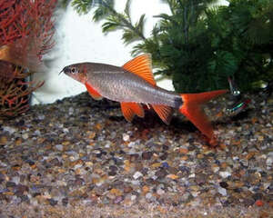 彩虹鲨的外形特点