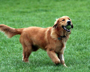 如何减少搬家对狗狗带来的不良影响