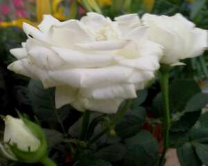 月季多肉…从牙签苗到撑爆盆，30天就搞定！