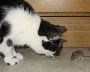 猫为什么喜欢玩弄猎物?