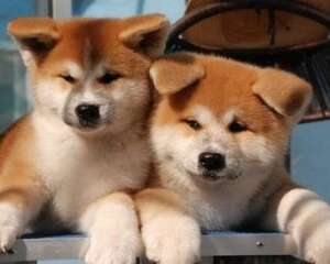 忠犬八公是什么狗？