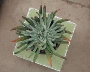 仙女杯怎么度夏