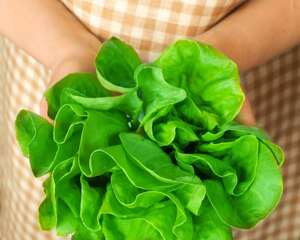 阳台菠菜怎么种