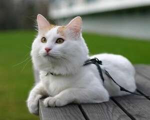 如何辨别土耳其梵猫？土耳其梵猫特点