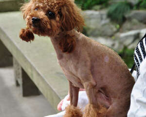 夏天宠物剃光毛发后的反应