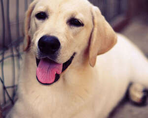 拉布拉多讲故事：犬瘟不可怕，不求医生也能治愈哦！