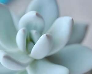 拟石莲花属—霜之朝Echeveria sp. SIMONOASA