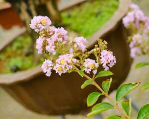 紫薇花常见病害及防治方法