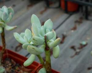 冬季多肉植物最怕它，花友们要注意啊！