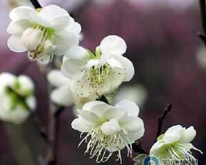 绿梅花药用食疗可疏肝解毒