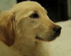 狗狗食欲不振怎么办