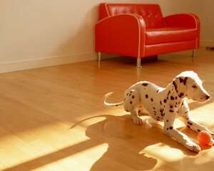 斑点狗患细小的治疗方法