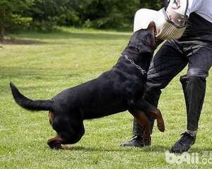 狗狗咬人，狗狗咬人的六大原因