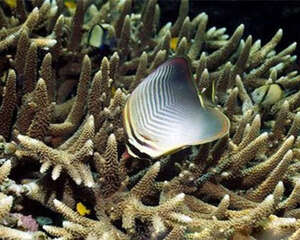 印度洋天皇蝶的饲养环境