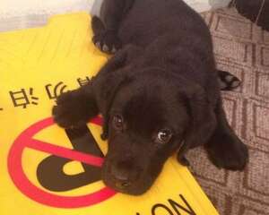 新手该怎样饲养拉布拉多犬