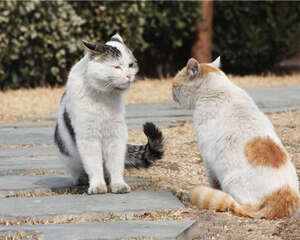 生活在不同地区的猫会有沟通障碍吗？