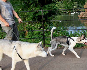 人遛狗还是狗遛人？