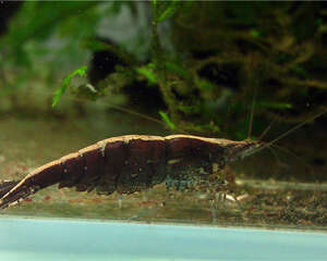 饲养黑壳虾的常见问题