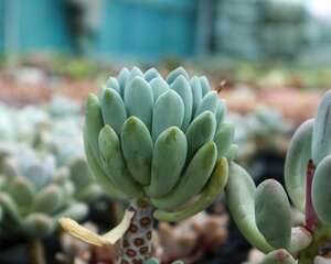 胭脂云多肉怎么养