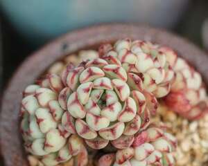 minima家族大起底：Echeveria minima姬莲和她的近亲们