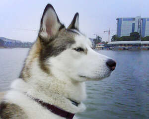 狗狗项圈的使用注意事项