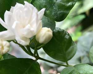 玉兰