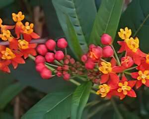 馬利筋的栽培与管理(图)