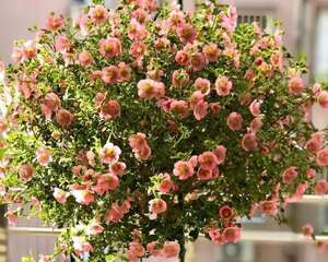 开花劳模就是它，1次能开1000朵，养成棒棒糖太羡慕！