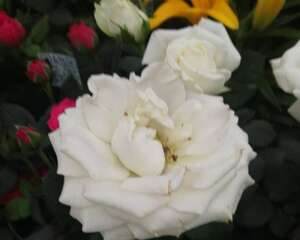 月季叶子长黑斑怎么办