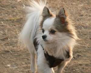 宠物竟然也会有更年期