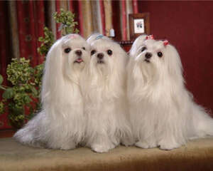 犬脱毛症的治疗措施