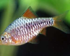 一年四季七星灯鱼的饲养重点