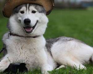 养宠须知：饲养宠物利弊共存