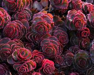 小球玫瑰  Phedimus. spurius ‘Schorbusser Blut’