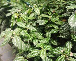 冷水花的花语和寓意，送人有什么禁忌