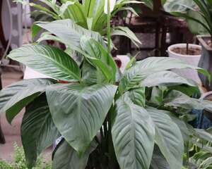植物一帆风顺怎么养护