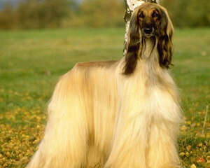 阿富汗猎犬的饲养方式及美容方法