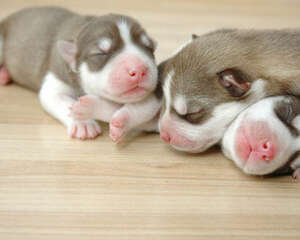 狗狗睡眠状态全解析