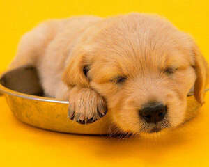 不要混喂处方粮与普通粮