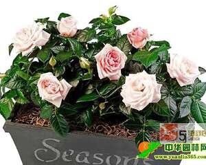 秋季盆花养护要注意以下几点 (图文)