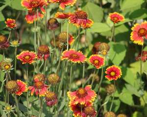 天人菊什么时候开花