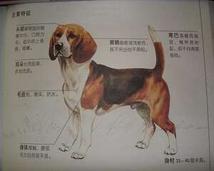 比格犬的养育条件