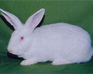 哈白兔的饲养环境
