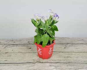 洋桔梗怎样播种