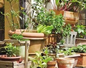 阳台种菜有哪些好处