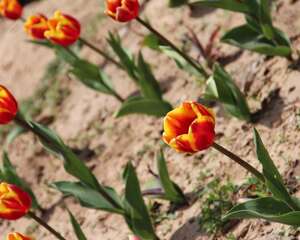 丝网制作郁金香的方法